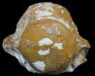 Fossil Brontotherium (Titanothere) Vertebrae - South Dakota #60644-1